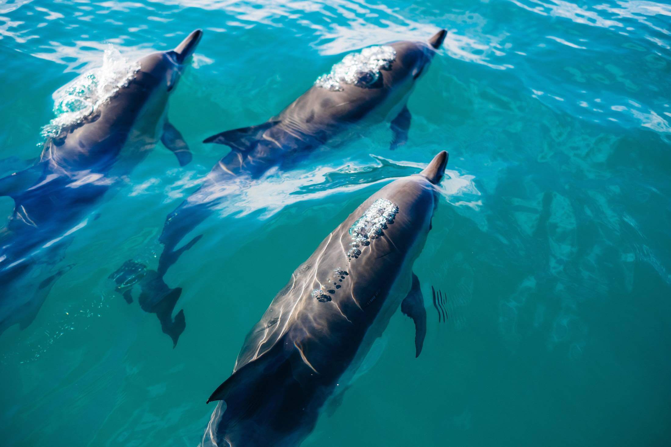 what-is-ideal-product-team-size A pod of dolphins at the surface on the water